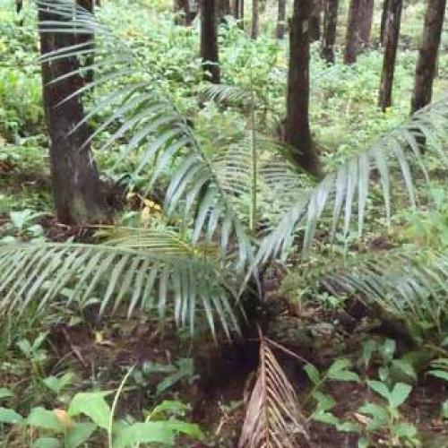 Palmiste rouge ©Parc national de La Réunion