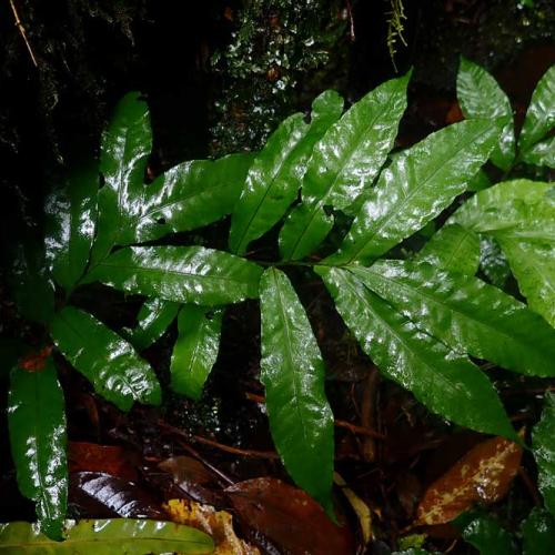 Bolbitis auriculata  © Parc national de La Réunion