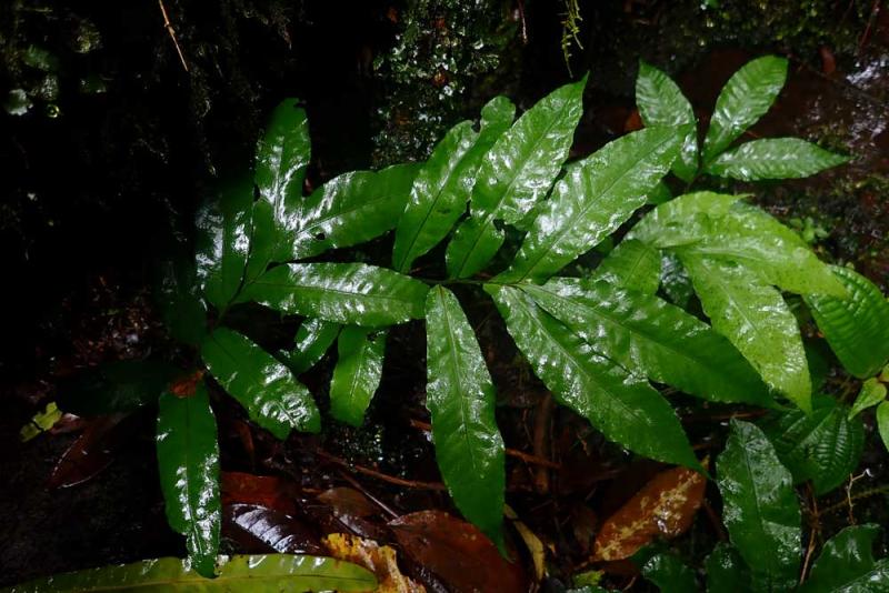 Bolbitis auriculata  © Parc national de La Réunion